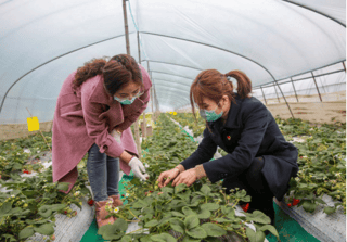 现场授信，“浙里贷”助长兴草莓种植户过难关