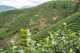 丽水莲城雾峰茶迎来全面开采