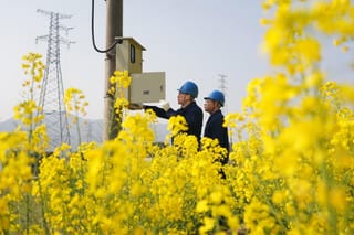 春日花海引客来 电力护航保安全