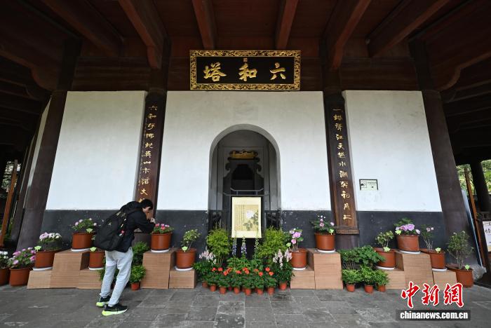 3月25日,游人在六和塔下拍摄牡丹。中新社记者 王刚 摄