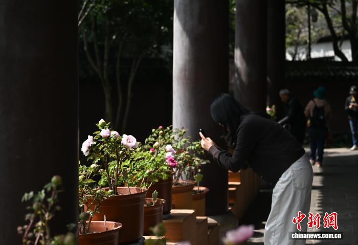 3月25日,游人在六和塔下拍摄牡丹。中新社记者 王刚 摄