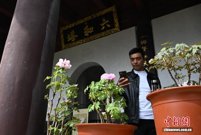 3月25日,游人在六和塔下拍摄牡丹。中新社记者 王刚 摄