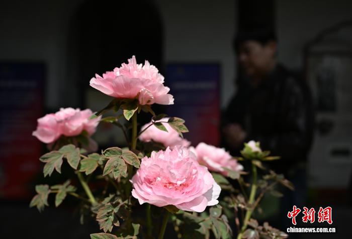 3月25日,盛放的牡丹吸引游人。中新社记者 王刚 摄