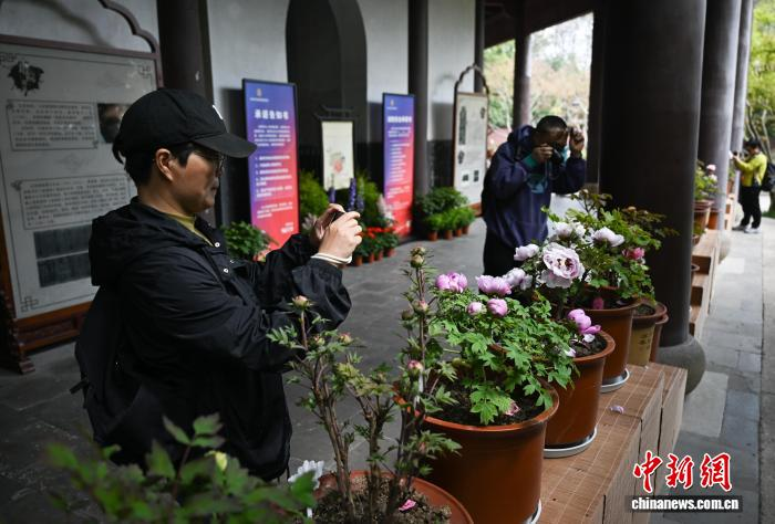 3月25日,游人拍摄六和塔牡丹。中新社记者 王刚 摄
