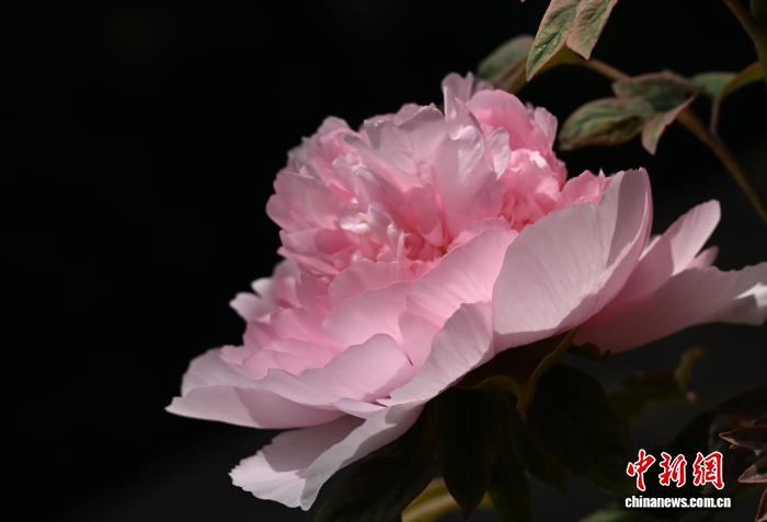 浙江杭州:六和塔牡丹精品展吸引民众