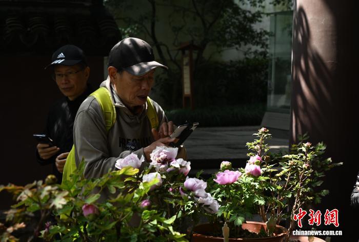 3月25日,游人拍摄六和塔牡丹。中新社记者 王刚 摄
