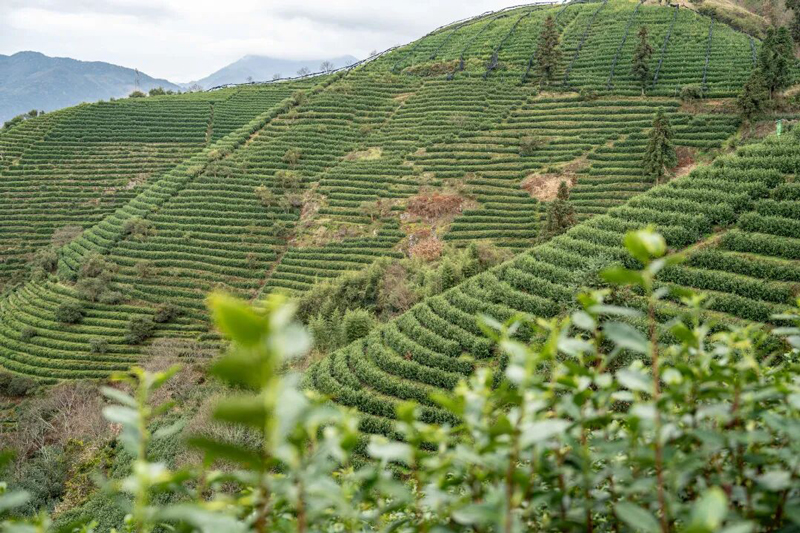 放眼望去,层层叠叠的茶树随山势起伏,宛如一道道绿浪。
